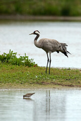 Grue cendr&eacute;e,.Grus grus, Common Crane