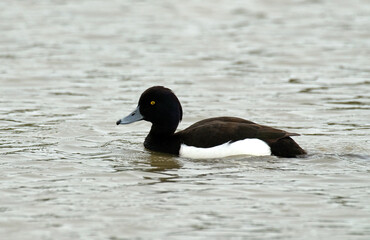 Fuligule morillon,.Aythya fuligula, Tufted Duck, male