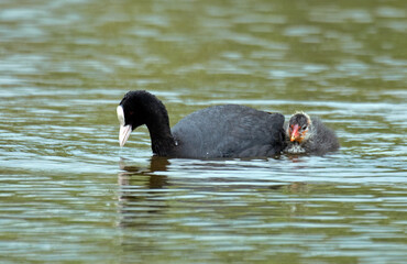 Foulque macroule,  .Fulica atra, Eurasian Coot