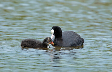 Foulque macroule,  .Fulica atra, Eurasian Coot