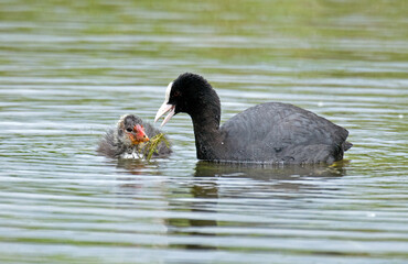 Foulque macroule,  .Fulica atra, Eurasian Coot