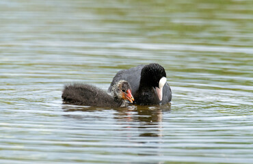 Foulque macroule,  .Fulica atra, Eurasian Coot