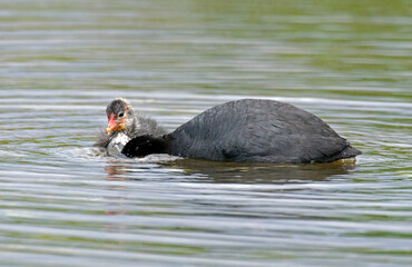 Foulque macroule,  .Fulica atra, Eurasian Coot
