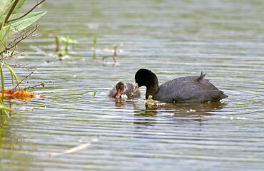Foulque macroule,  .Fulica atra, Eurasian Coot