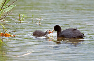 Foulque macroule,  .Fulica atra, Eurasian Coot