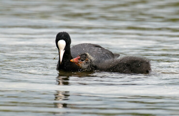 Foulque macroule,  .Fulica atra, Eurasian Coot