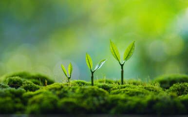 Trees grow on moss in green nature,Growing in green nature and protecting the growth of nature and trees