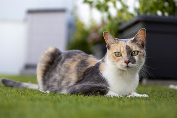 Fototapeta premium Beautiful 3-color cat in the garden