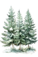 Obraz premium Majestic Fir Tree. Watercolor illustration of Evergreen Pine in Natural Landscape
