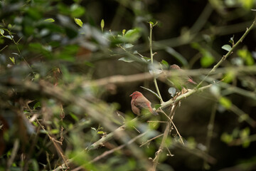 Jameson  firefinch is sitting on the branch in Kruger national park.  Safari in South Africa. Small red bird with green back. 
