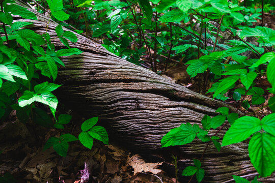 An old worn log among green understory in an old growth  North Carolina forest