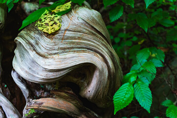 A detail shot of smooth twisted tree trunks in the understory along the Hiwassee River, Tennessee