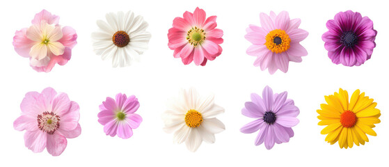 Fototapeta premium Top view, collection of colorful flowers isolate on transparent background, cutout, png