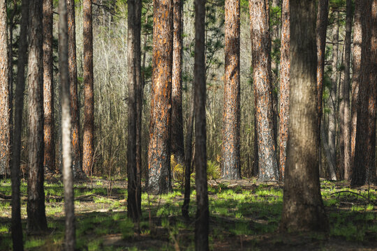 A stand of longleaf pine trees near Weymouth Woods, North Carolina