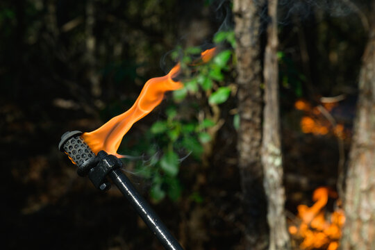 A drip torch in the forest during a controlled burn