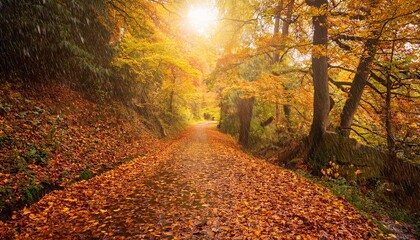 Fototapeta premium Autumn Forest Path