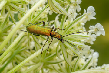 false blister beetle - Chrysanthia viridissima, beautiful metallic green beetle from European meadows and gardens, Zlin, Czech Republic.