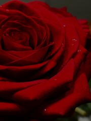 Naklejka premium Details in red - red rose