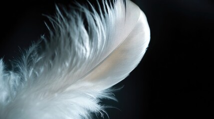 Obraz premium Elegant white feather softly illuminated against a black backdrop, highlighting its refined and delicate beauty