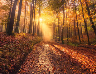 Obraz premium Mit Herbstlaub bedeckter Waldweg im Abendlicht, warmes goldenes licht scheint durch die Bäume, Generative AI