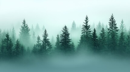 Fototapeta premium Atmospheric misty fir forest landscape with dense trees and a soft, foggy ambiance 
