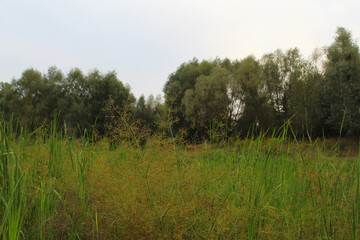 Fototapeta premium green grass and dry grass growing in a field near a pond and trees
