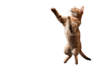 Floated cat jumping gesture try to catch something in the air isolate on transparency background