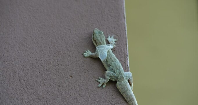 House lizard on wall, a lizard is molting on the wall of the house.