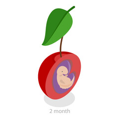 3D Isometric Flat  Illustration of Embryo Monthly Growth Stages. Item 5