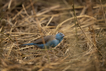 Blue waxbill during safari in Kruger national park. Uraeginthus angolensis in rest area in the Africa. Small bird with blue breast and gray back.
