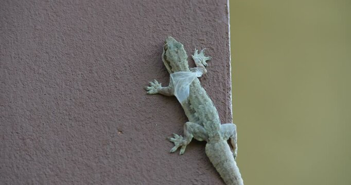 House lizard on wall, a lizard is molting on the wall of the house.