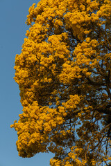 Fototapeta premium yellow ipe tree in Brazil (Handroanthus albus)