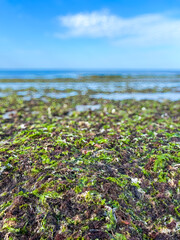 Seaweed at low tide, Ile de Ré France