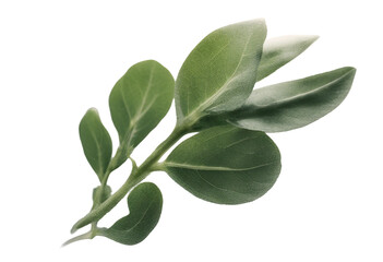 Naklejka premium Sage herb leaf isolated on transparent background