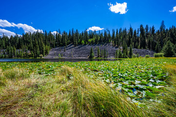 Yellowstone National Park's Lost Lake taken while hiking in the summer of 2024 with pine trees,...