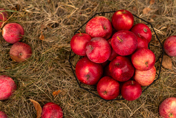 apples in the basket in the grass