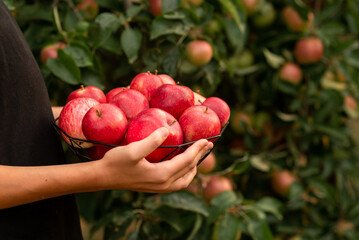 red apples in the hands