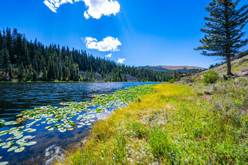 Yellowstone National Park's Lost Lake taken while hiking in the summer of 2024 with pine trees,...