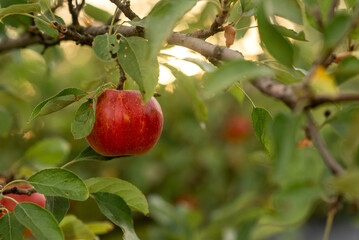 red apples on a tree at the sunset