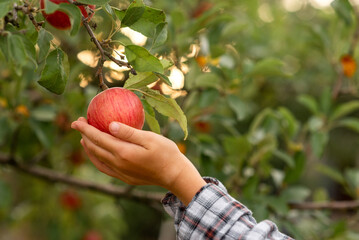 red apple in hand on a tree