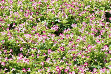 Pink flowers in the park