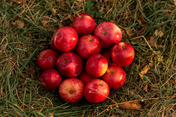 red apples on the grass