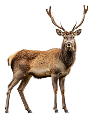 Obraz premium Brown elk in a natural outdoor setting, cut out - stock png.