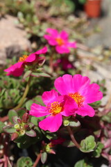 Fototapeta premium Portulaca umbraticola portulaka