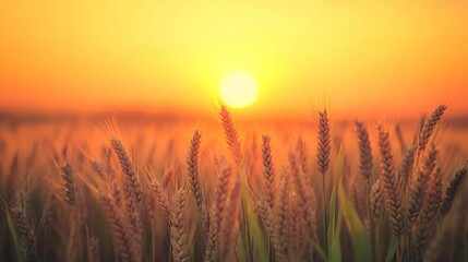 Fototapeta premium A serene wheat field glows under the warm, golden light of a setting sun, symbolizing harvest, abundance, and nature’s beauty.
