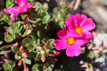 Portulaca umbraticola portulaka © Perovskia