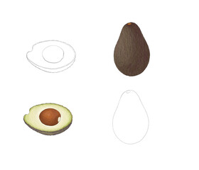 avocado drawn vector