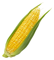 Freshly harvested corn on the cob with green husk, cut out - stock png.