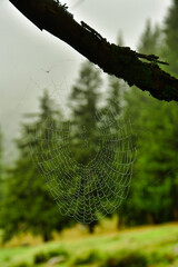 Spider net wet in Forest Grimsel Pass Swizerland Nature Beauty