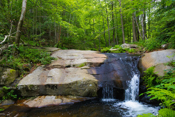 Una pequeña cascada fluye sobre grandes rocas en un denso bosque de árboles altos y frondosos en...